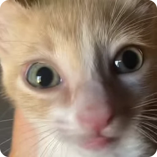 😮 Стикер «Кицьки» для Telegram