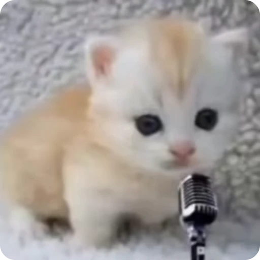 😼 Стикер «Кицьки» для Telegram