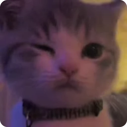 😼 Стикер «Кицьки» для Telegram