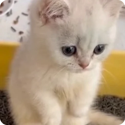 😥 Стикер «Кицьки» для Telegram