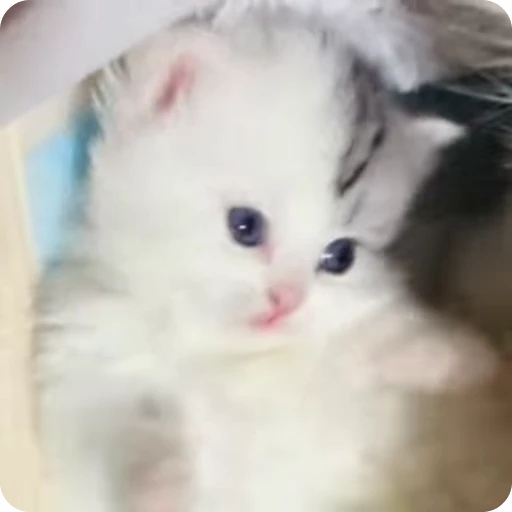 ❤️ Стикер «Кицьки» для Telegram