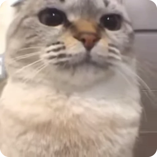 🤨 Стикер «Кицьки» для Telegram