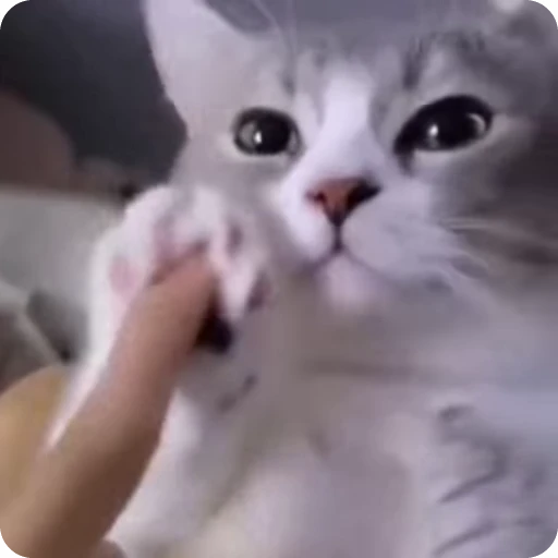 😺 Стикер «Кицьки» для Telegram
