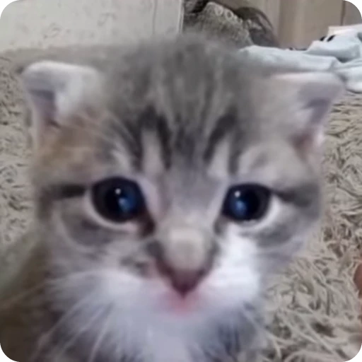 😶 Стикер «Кицьки» для Telegram