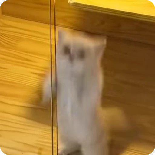 😍 Стикер «Кицьки» для Telegram