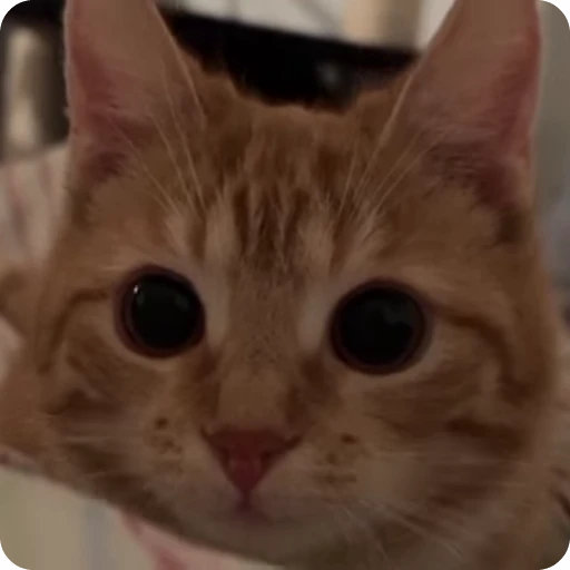 😻 Стикер «Кицьки» для Telegram