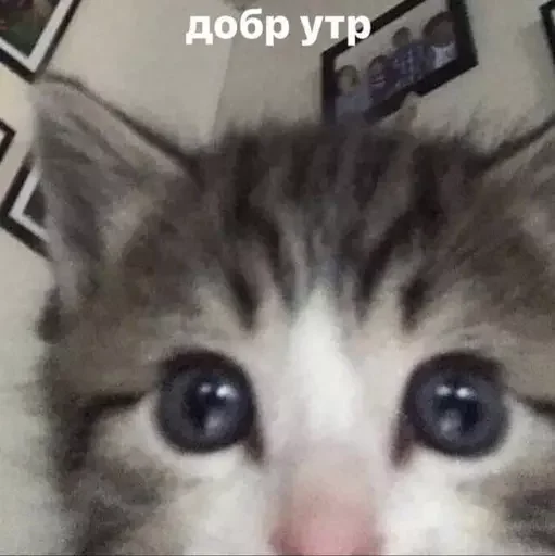 🔪 Стикер «пудинк» для Telegram