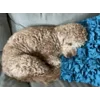 Стикер 17 Пудельки