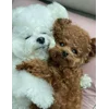 Стикер 35 Пудельки
