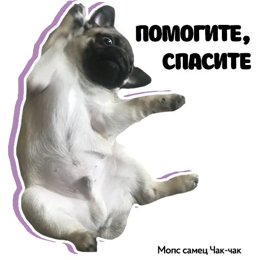 🙏 Стикер «Pug Chak-chak (мопс самец Чак-чак)» для Telegram