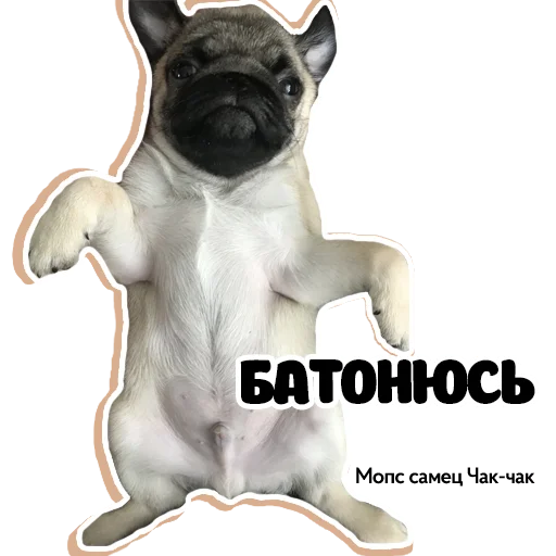 🥱 Стикер «Pug Chak-chak (мопс самец Чак-чак)» для Telegram