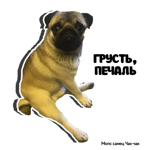 😔 Стикер «Pug Chak-chak (мопс самец Чак-чак)» для Telegram
