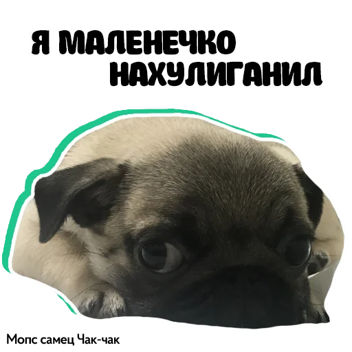😉 Стикер «Pug Chak-chak (мопс самец Чак-чак)» для Telegram