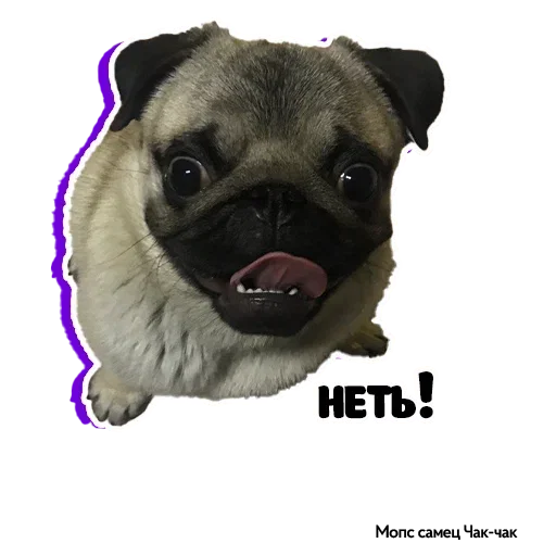 👎 Стикер «Pug Chak-chak (мопс самец Чак-чак)» для Telegram