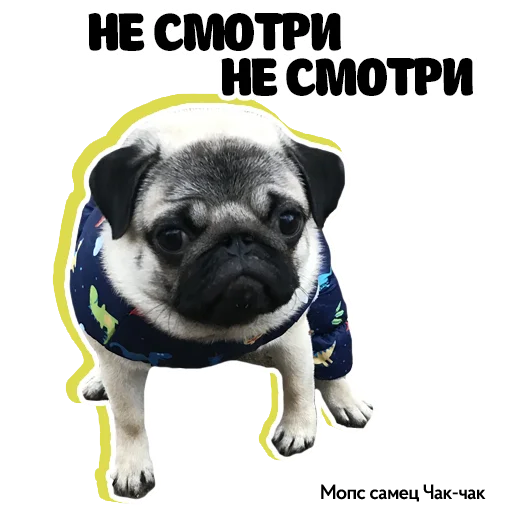 💩 Стикер «Pug Chak-chak (мопс самец Чак-чак)» для Telegram