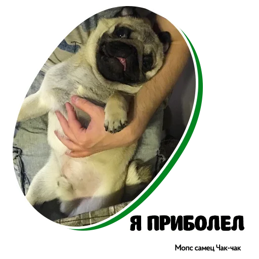 🤒 Стикер «Pug Chak-chak (мопс самец Чак-чак)» для Telegram