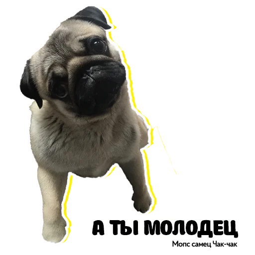 👏 Стикер «Pug Chak-chak (мопс самец Чак-чак)» для Telegram