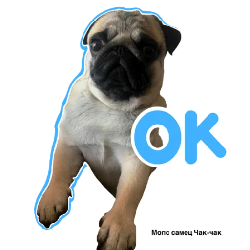 👌 Стикер «Pug Chak-chak (мопс самец Чак-чак)» для Telegram