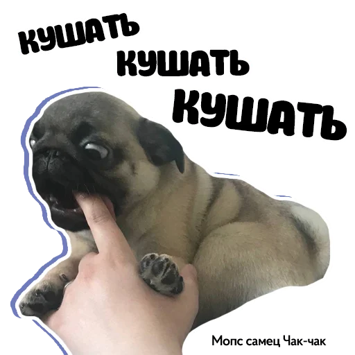 😋 Стикер «Pug Chak-chak (мопс самец Чак-чак)» для Telegram