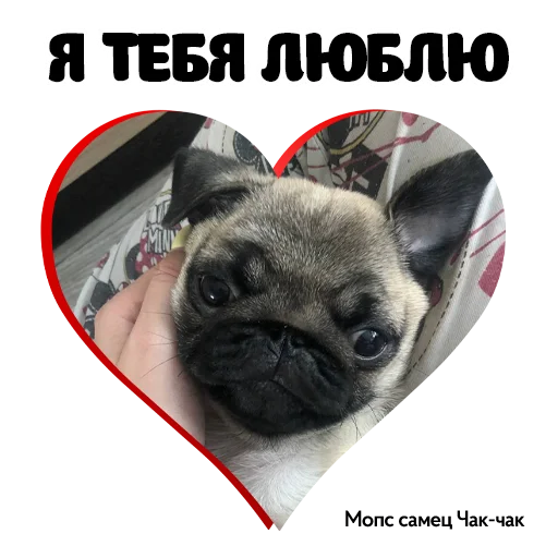 ❤️ Стикер «Pug Chak-chak (мопс самец Чак-чак)» для Telegram