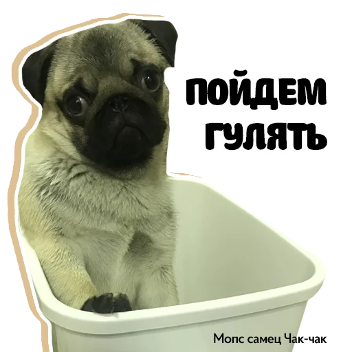 👻 Стикер «Pug Chak-chak (мопс самец Чак-чак)» для Telegram