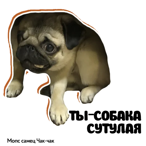 🤣 Стикер «Pug Chak-chak (мопс самец Чак-чак)» для Telegram