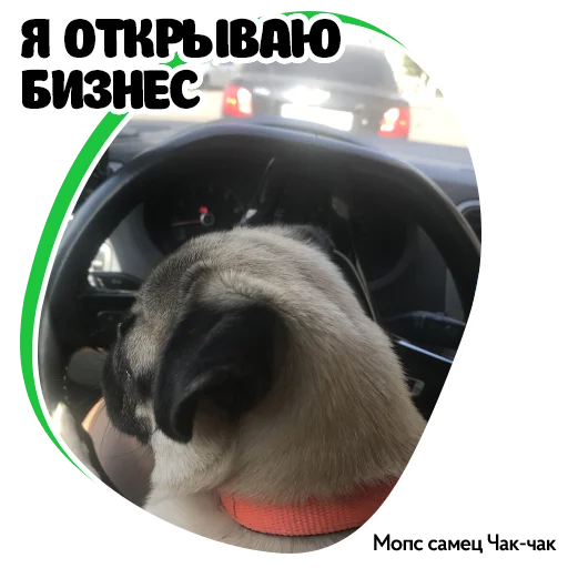 😎 Стикер «Pug Chak-chak (мопс самец Чак-чак)» для Telegram