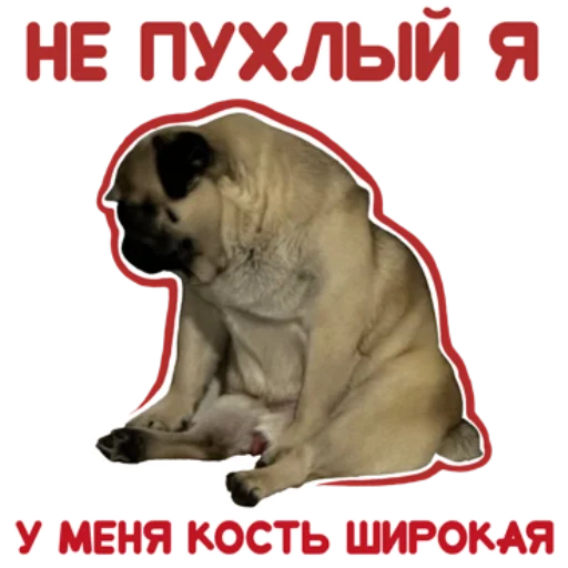 😔 Стикер «Pug Chak-chak (мопс самец Чак-чак)» для Telegram