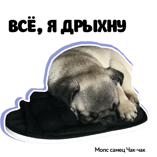 😴 Стикер «Pug Chak-chak (мопс самец Чак-чак)» для Telegram
