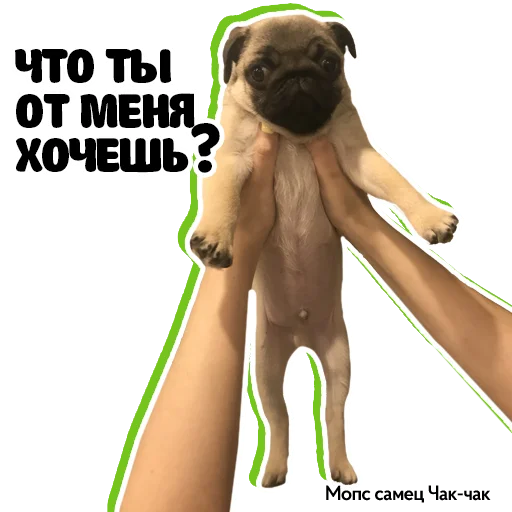 😡 Стикер «Pug Chak-chak (мопс самец Чак-чак)» для Telegram