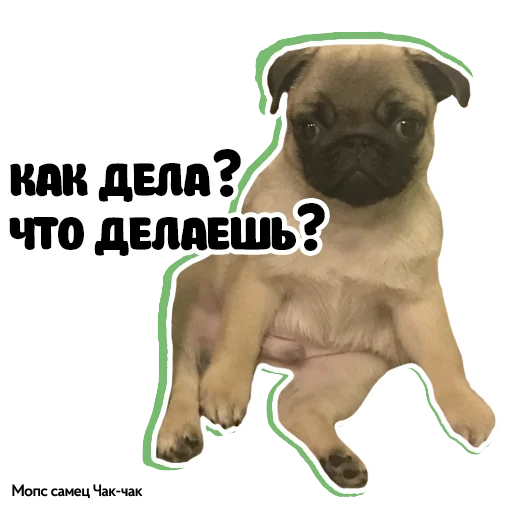 😊 Стикер «Pug Chak-chak (мопс самец Чак-чак)» для Telegram