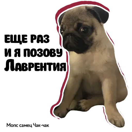 🥺 Стикер «Pug Chak-chak (мопс самец Чак-чак)» для Telegram