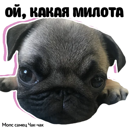 Стикерпак Pug Chak-chak (мопс самец Чак-чак) для Telegram