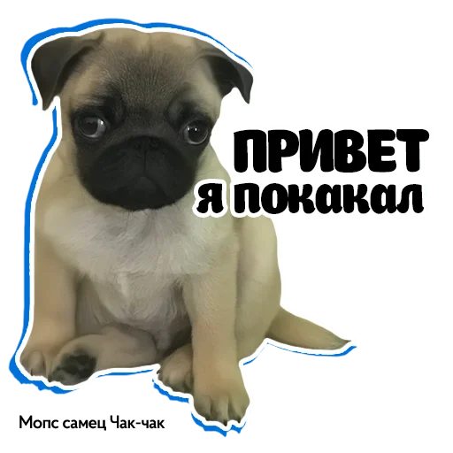 ✋ Стикер «Pug Chak-chak (мопс самец Чак-чак)» для Telegram