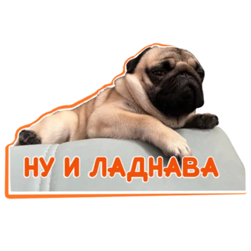 👍 Стикер «Pug Chak-chak (мопс самец Чак-чак)» для Telegram