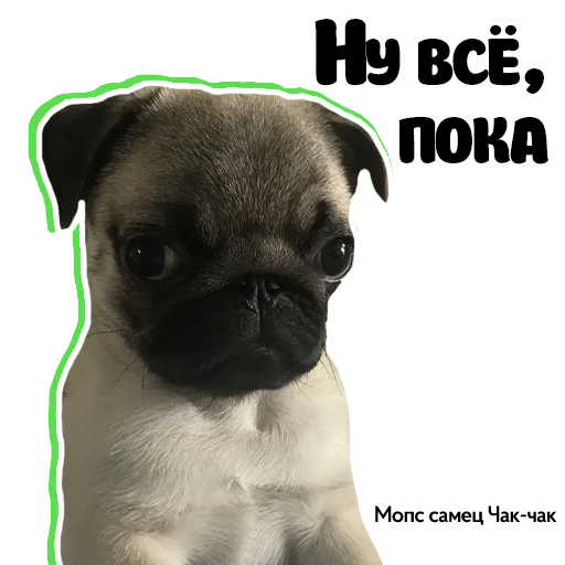 🖕 Стикер «Pug Chak-chak (мопс самец Чак-чак)» для Telegram