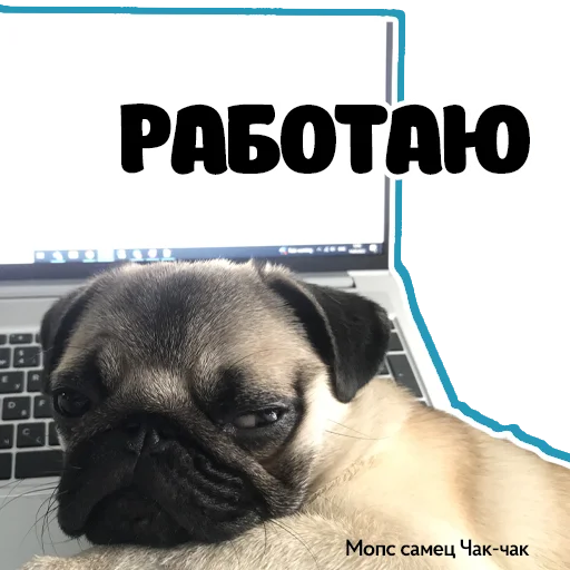 😞 Стикер «Pug Chak-chak (мопс самец Чак-чак)» для Telegram