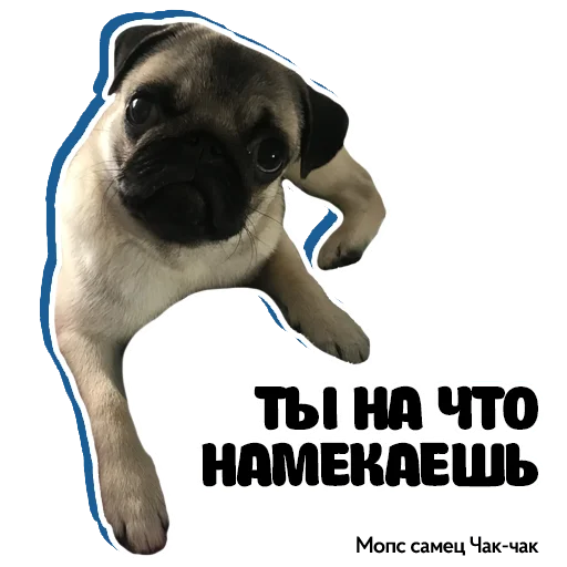 😳 Стикер «Pug Chak-chak (мопс самец Чак-чак)» для Telegram