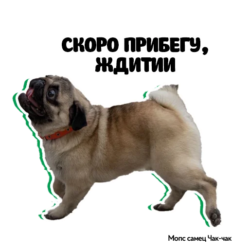 🏃‍♀️ Стикер «Pug Chak-chak (мопс самец Чак-чак)» для Telegram