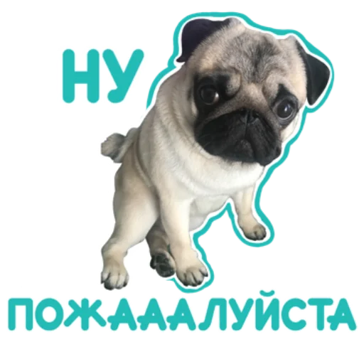 🙏 Стикер «Pug Chak-chak (мопс самец Чак-чак)» для Telegram