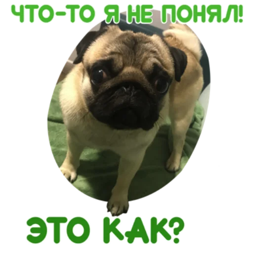 🤔 Стикер «Pug Chak-chak (мопс самец Чак-чак)» для Telegram