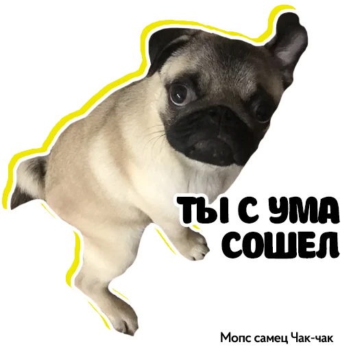 🫣 Стикер «Pug Chak-chak (мопс самец Чак-чак)» для Telegram