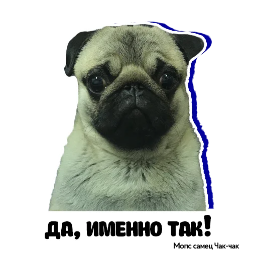 👍 Стикер «Pug Chak-chak (мопс самец Чак-чак)» для Telegram