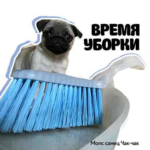 🧹 Стикер «Pug Chak-chak (мопс самец Чак-чак)» для Telegram