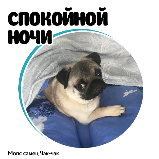 🛏 Стикер «Pug Chak-chak (мопс самец Чак-чак)» для Telegram