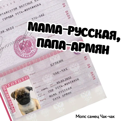 📑 Стикер «Pug Chak-chak (мопс самец Чак-чак)» для Telegram