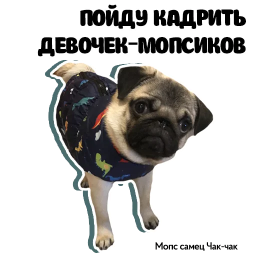 😎 Стикер «Pug Chak-chak (мопс самец Чак-чак)» для Telegram