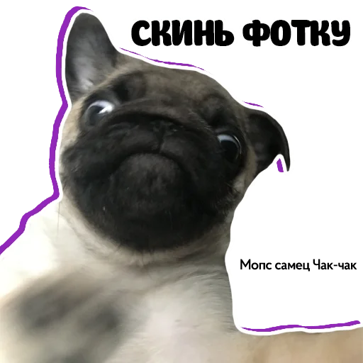😁 Стикер «Pug Chak-chak (мопс самец Чак-чак)» для Telegram