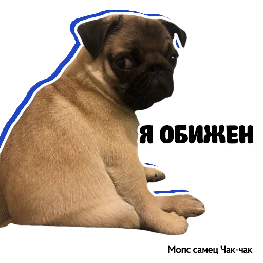 😥 Стикер «Pug Chak-chak (мопс самец Чак-чак)» для Telegram