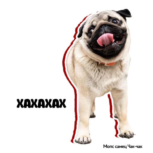 😂 Стикер «Pug Chak-chak (мопс самец Чак-чак)» для Telegram